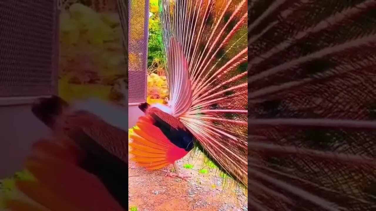 peacock beautiful video||peacock streaming service#peacocktv #shorts