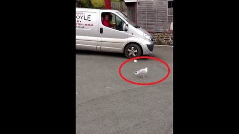 Welsh Dancing Seagull