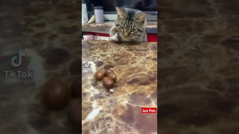 Put a caption on this #shorts #tiktok #cute #funnyvideos #cat