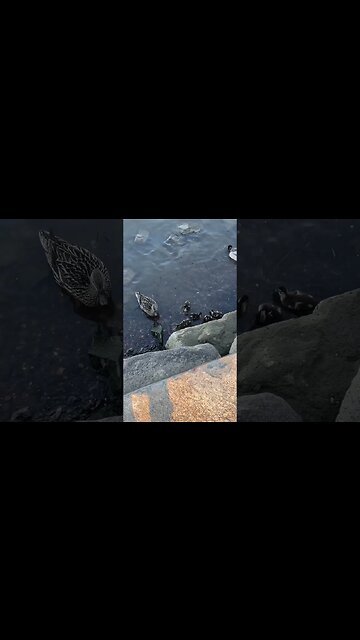 One Big Happy Mallard Family #Shorts