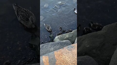 One Big Happy Mallard Family #Shorts