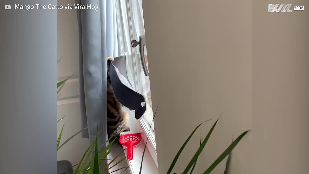 Ce chat espionne les passants depuis son hamac de fenĂȘtre