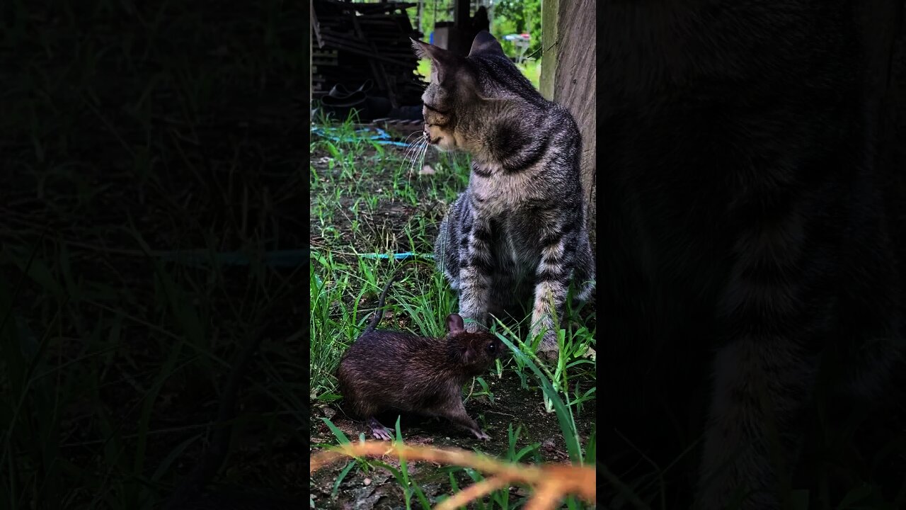 Tikus pura puara pingsan saat di tabok sama kucing