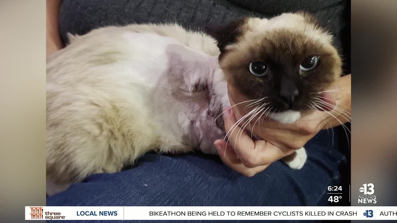 Pet of the week: Three-legged cat looking for forever family