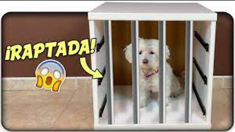 RAPTAN a Mi PERRO! NO ENCUENTRO a Dasha!😱🐶 Anima Dogs