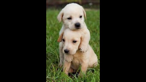 Cute puppies