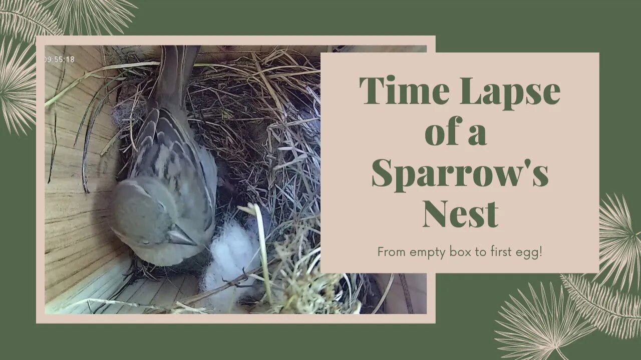 From empty birdbox to first egg in 8 minutes! - Time lapse of bird nest