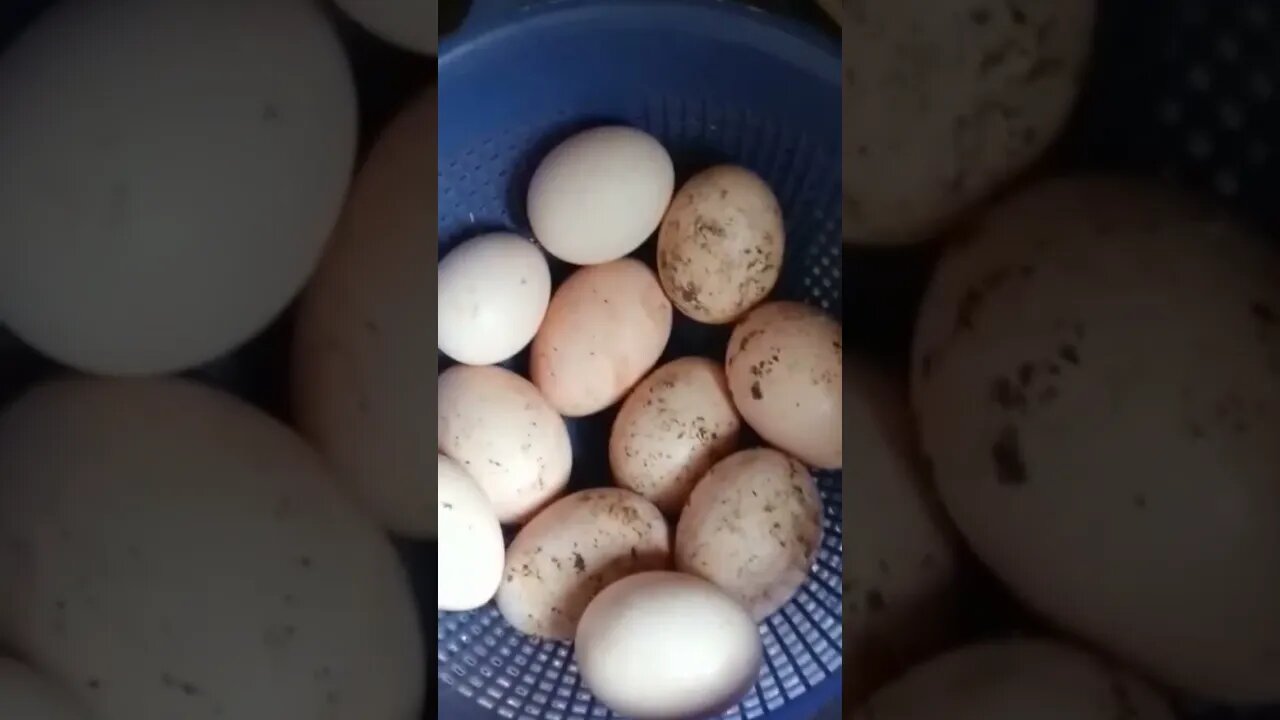 Aktivitas Ayam di Pertengahan Kota #ayampetelur