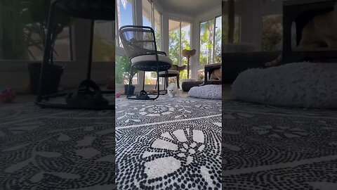 my kitty cat #entertainment #shorts #viral