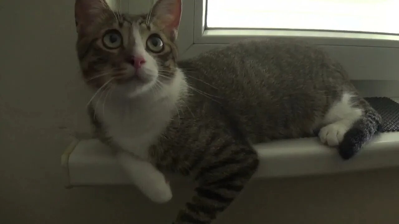 Sweet Kitten Is Curious about the Fan