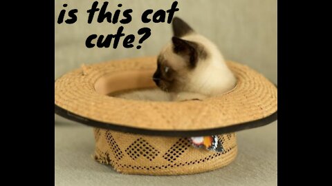 is this cat cute?