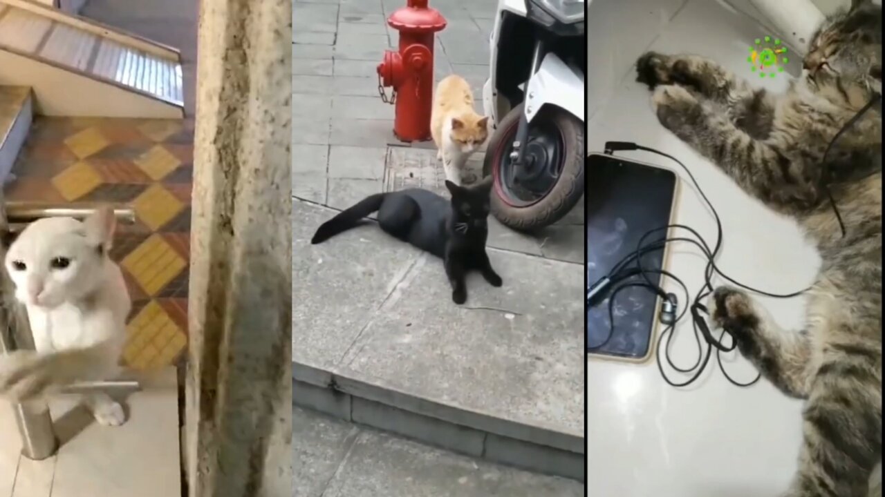 Cat Funny video compilation #Short2022