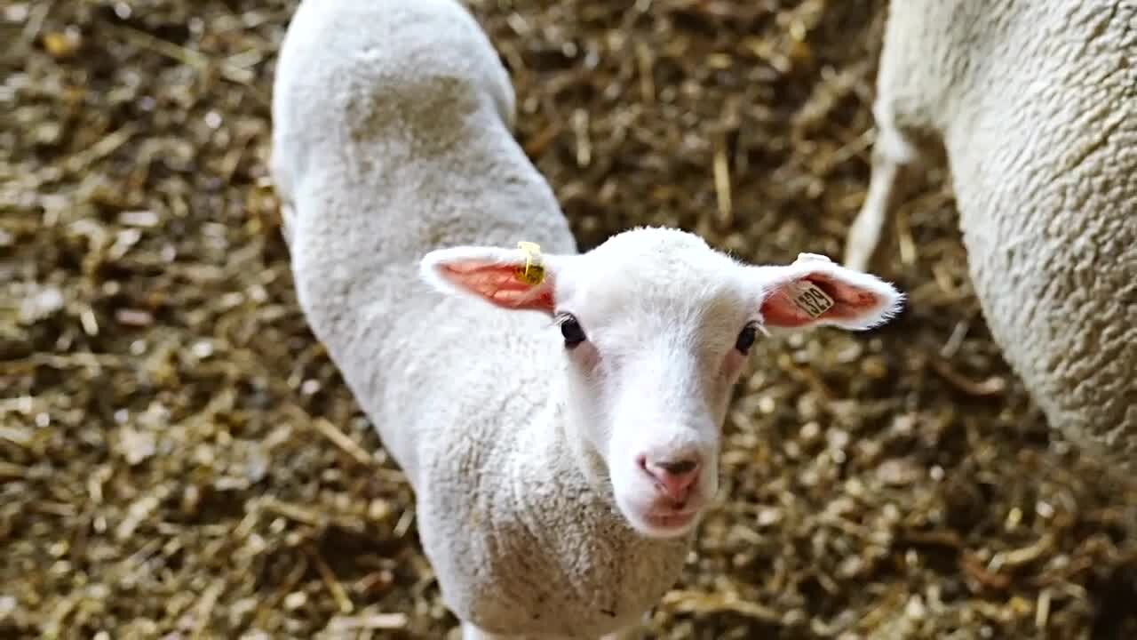 Sheep, cows, and horses: Get to know the farms at MSU