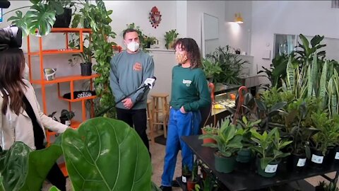 New plant shop puts down roots in Milwaukee's Bronzeville neighborhood