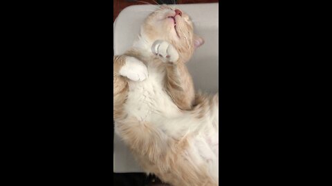 Cute cat