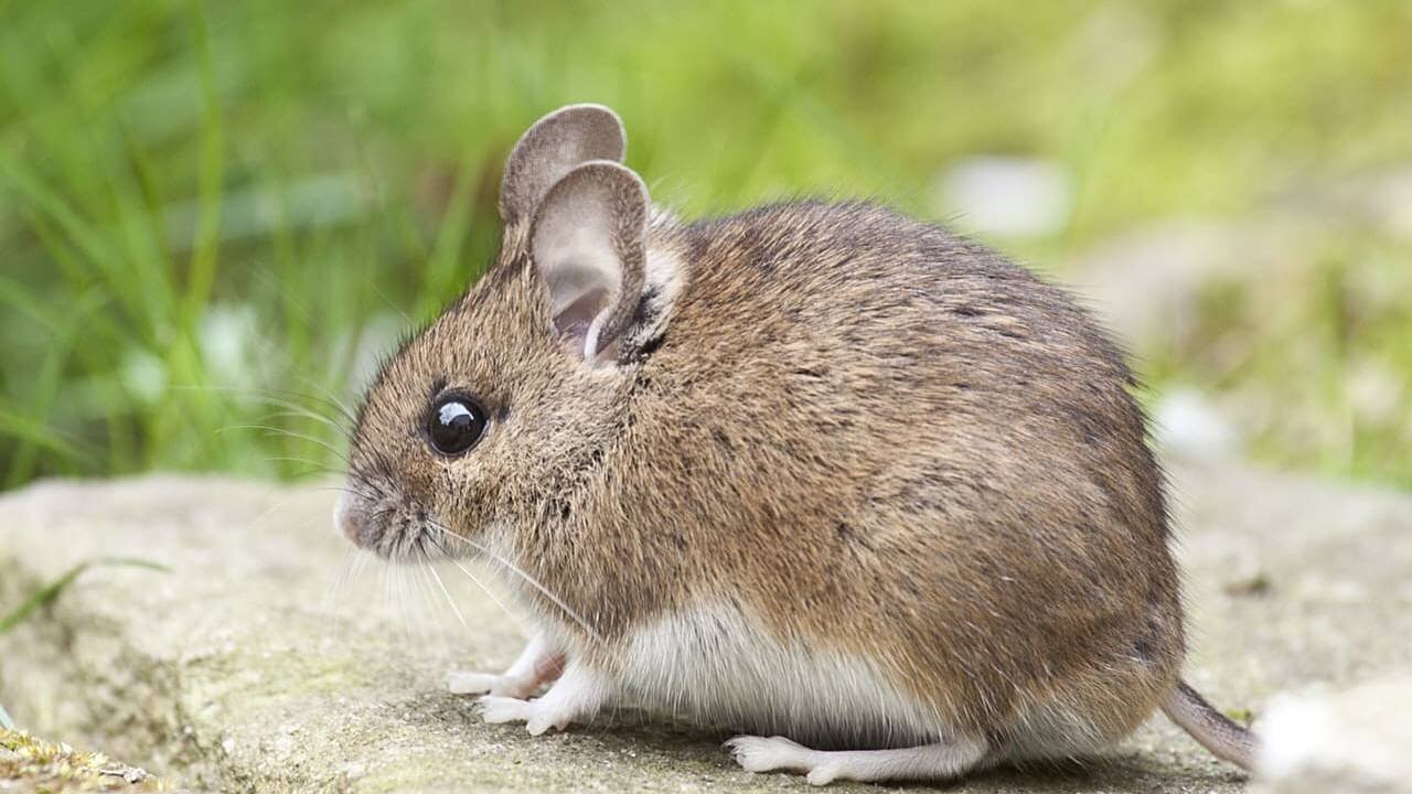 kangaroo rat : facts about desert kangaroo or kangaroo rat