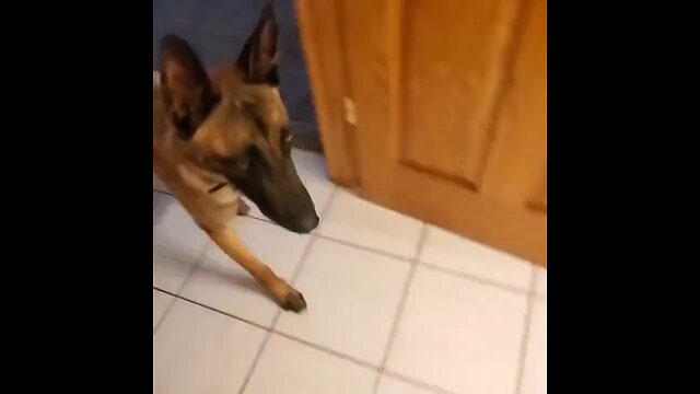 omg funny 🤣🤣🤣🤣😂 dog video funny 🤣🤣🤣🤣🤣