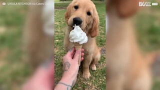 Ces deux golden retrievers se disputent pour de la glace