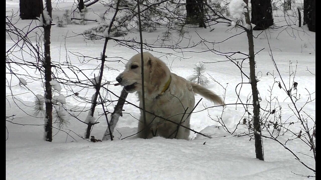 Golden Retriever, loving to chew on the branches