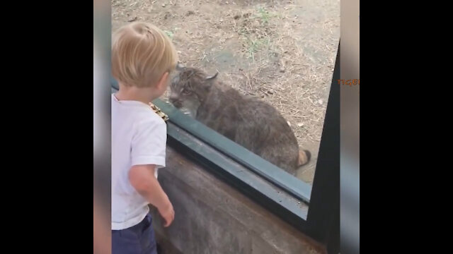 FORGET CATS Funny KIDS vs ZOO ANIMALS are WAY FUNNIER!