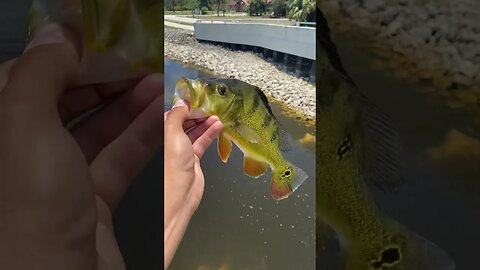 Peacock Bass in Urban Canal