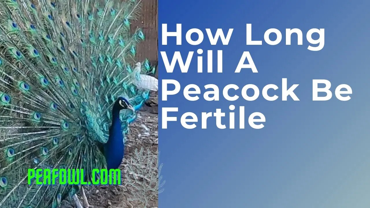 How long will a peacock be fertile, Peacock Minute, peafowl.com