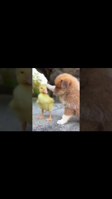 सुपर जोड़ी මරු ජෝඩුව ❤️😱 Super couple Супер пара #shorts #youtube #beautiful #visitsrilanka