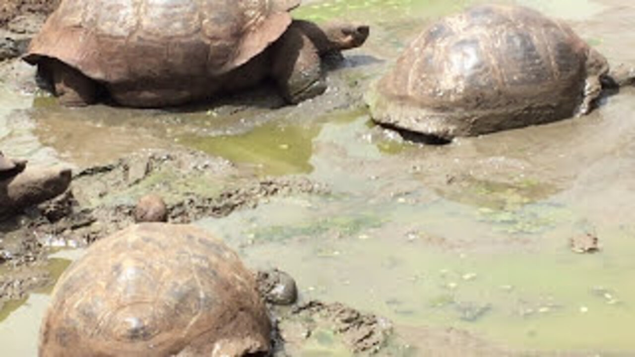 Giant Tortoise Farting #Shorts