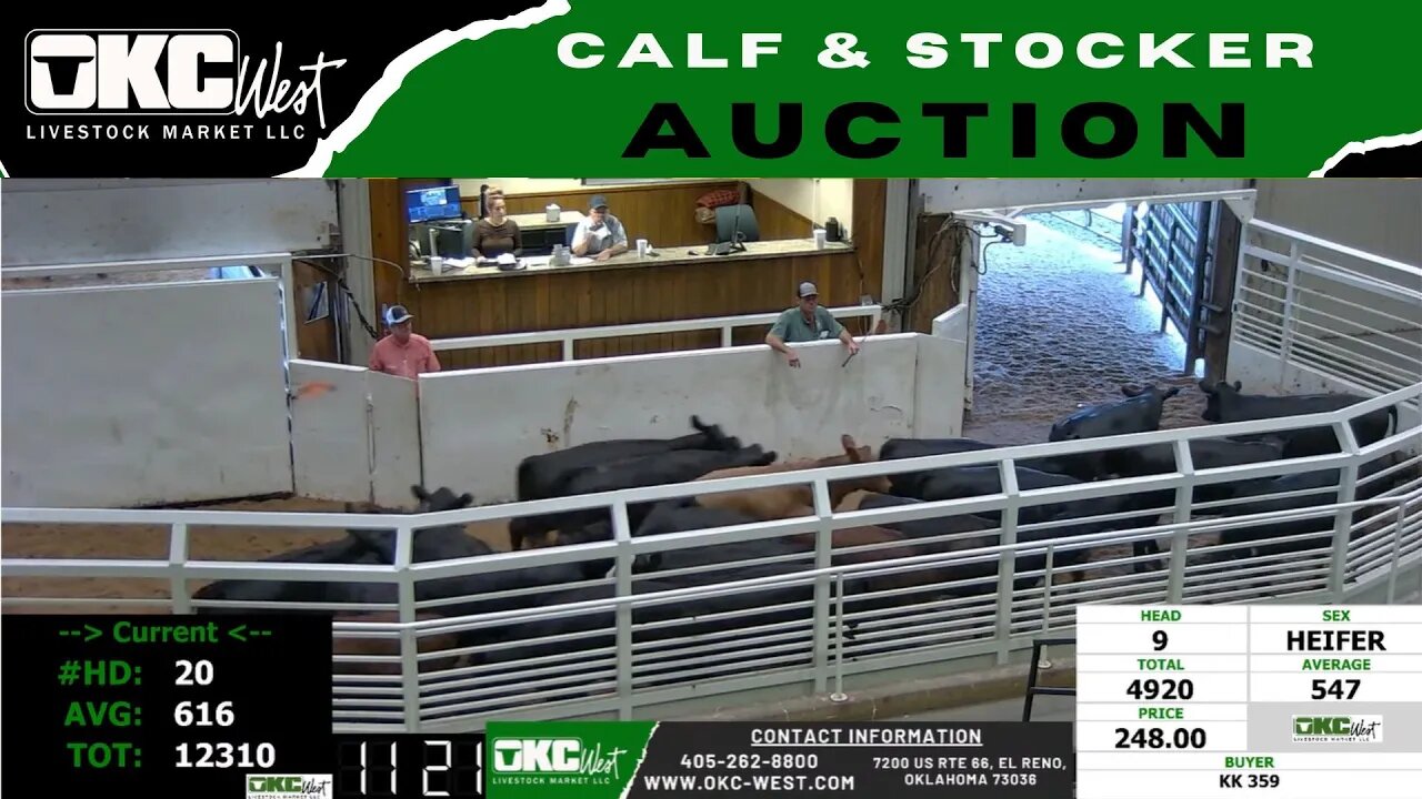 8/22/2023 - OKC West Calf and Stocker Auction