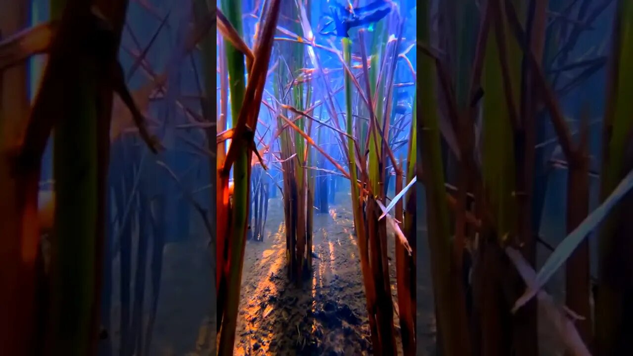 Must Watch |Under Water Mystery #youtubeshorts #shortvideo