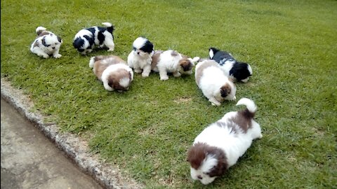 funny dogs playing puppies
