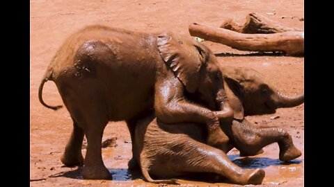 Baby elephants playing