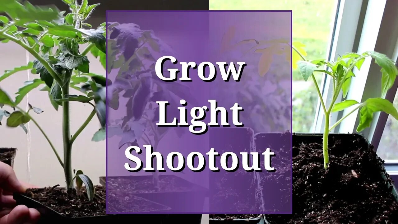 Grow Light Comparison with Marty van den Bosch