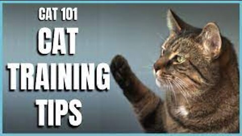 TOP Cat training Tips!