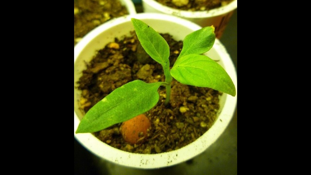 Time Lapse from Seed To Plant- Bell Pepper