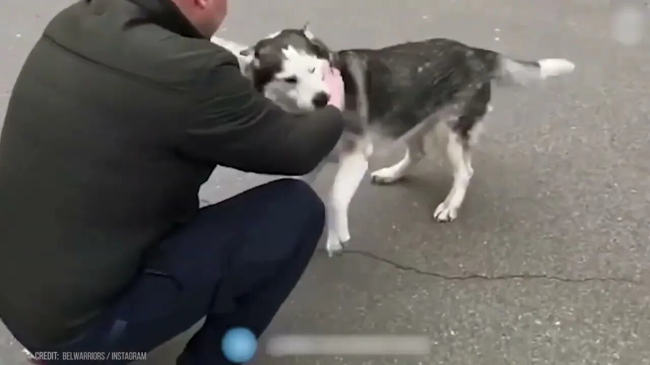 Animals Reunited With Owner After Years !-5