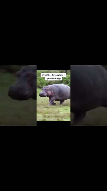 Every Dogs Reaction When You Open The Fridge 🙊❤️ #shorts #rottweiler #dogs