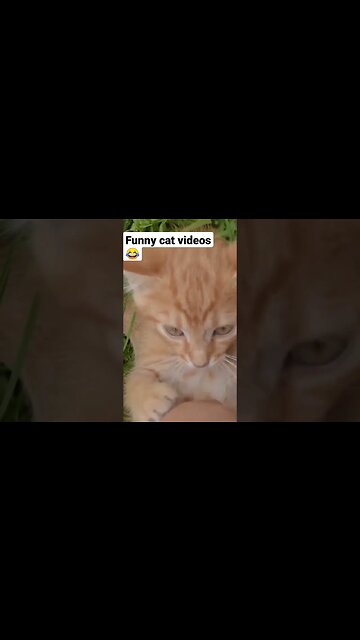 Funny cat Video 😂 #funny #funnyshorts #funnyvideo #fun #cat #funnycats