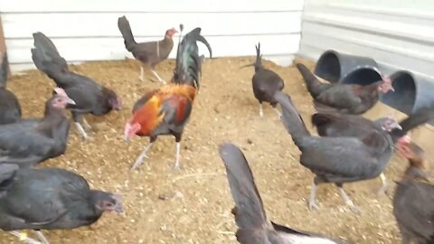 HOW TO FIX THE CHICKEN