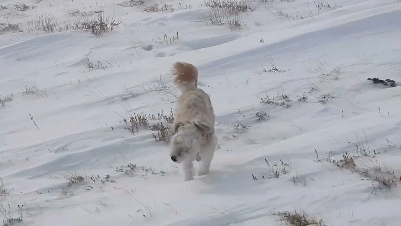 Wyoming Global Warming Crisis
