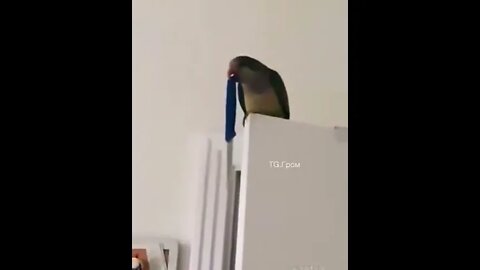 Louis Plays Dangerous
