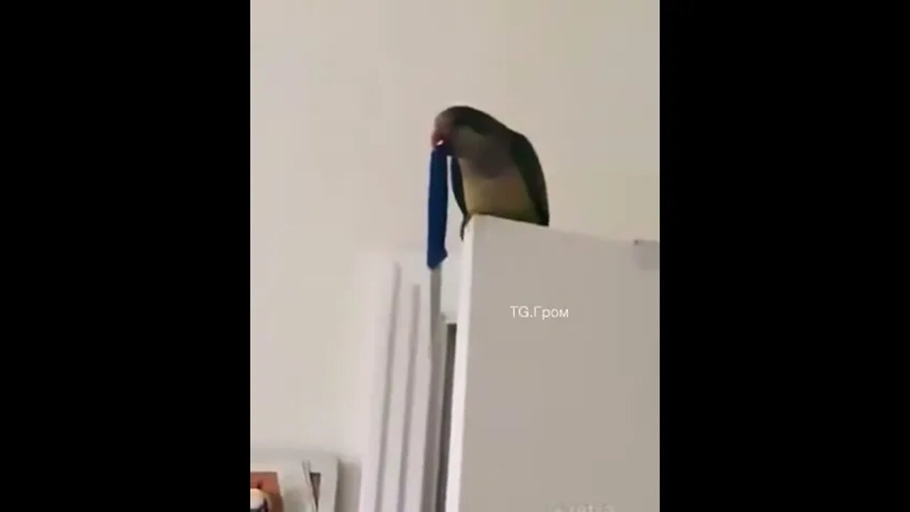 Louis Plays Dangerous