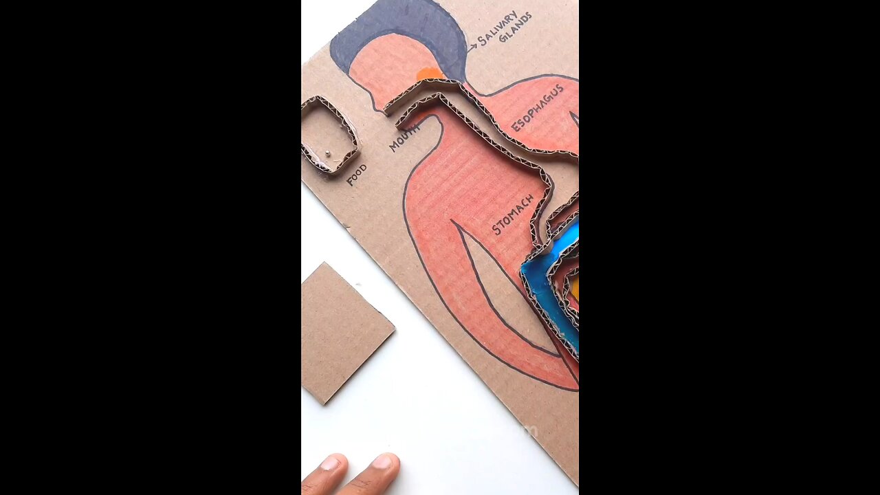 Digestive system working Model