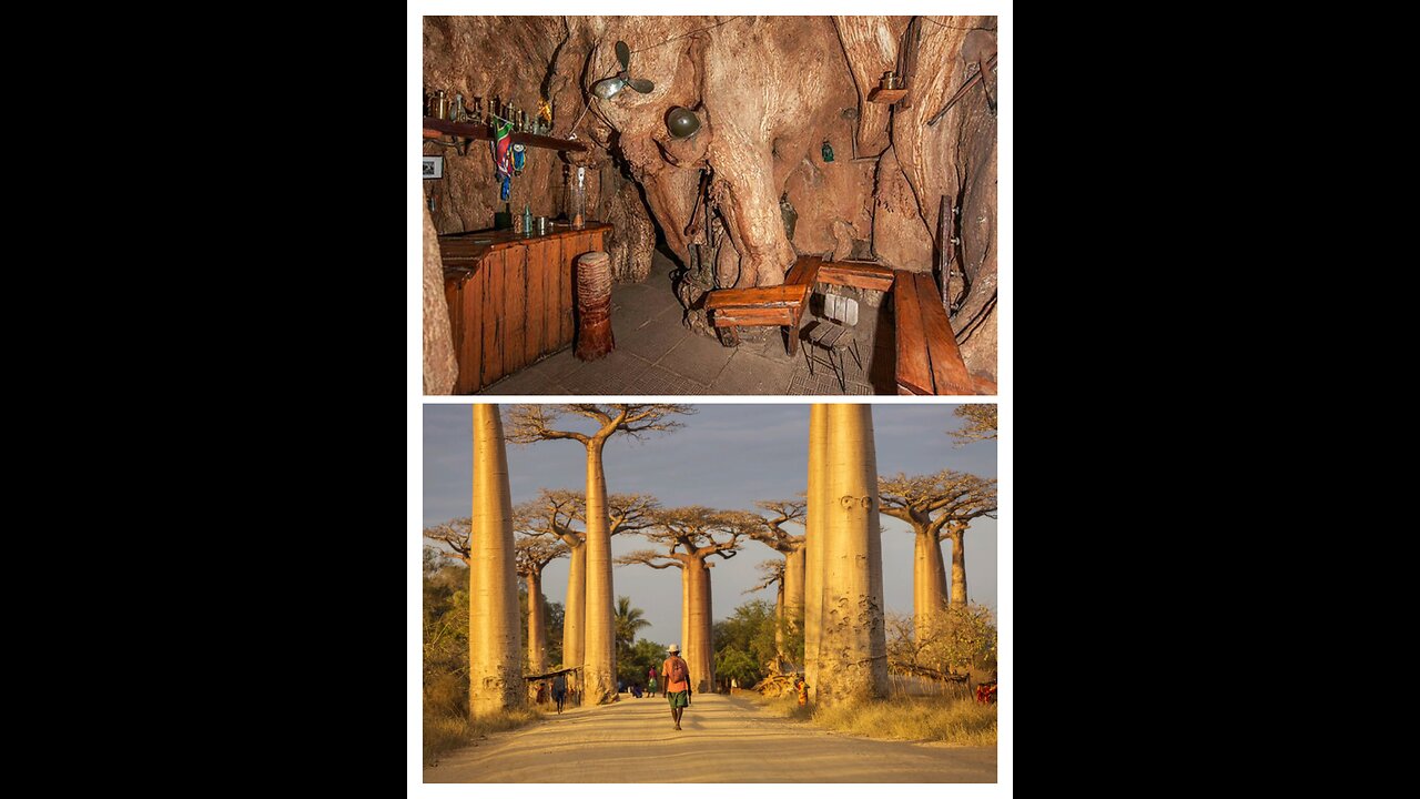 How amazing is the baobab tree.