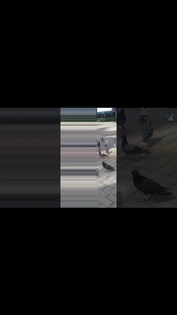 os pombos na praca pt3 #shorts