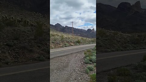 we have found Oatman AZ!