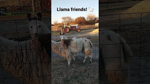 A Llama for yo momma!!! 🦙