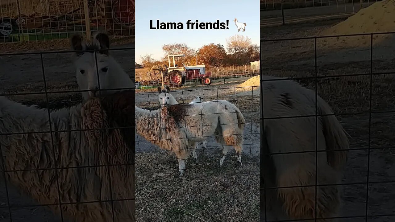 A Llama for yo momma!!! 🦙