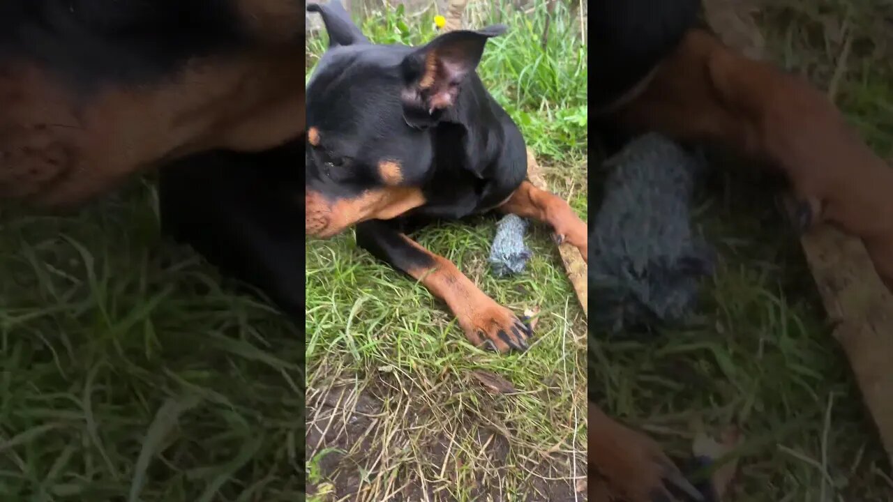 Rottweiler 😁 #shorts #short #viral #trending #subscribe