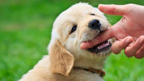 how to stop puppies from biting fast